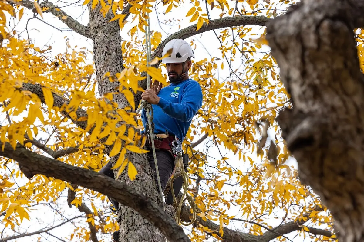 Skilled Tree Trimming crew working in Bakersfield